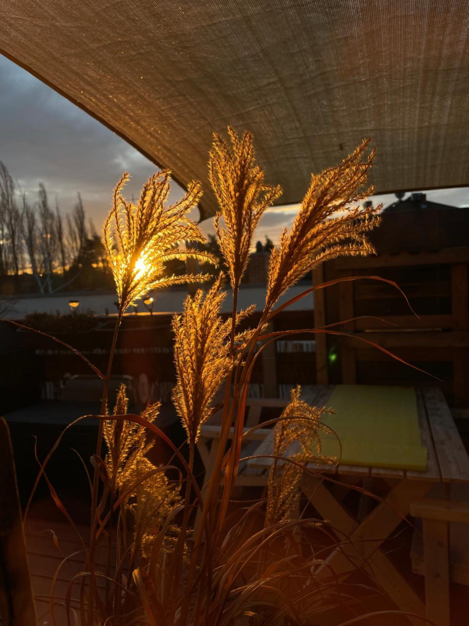 Bambus, Jungle, Dachterrasse & Bequem Bis Zentrum Radebeul Buitenkant foto